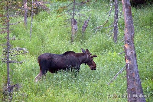 Moseying Moose_02927.jpg - Photographed on the north shore of Lake Superior near Marathon, Ontario, Canada.